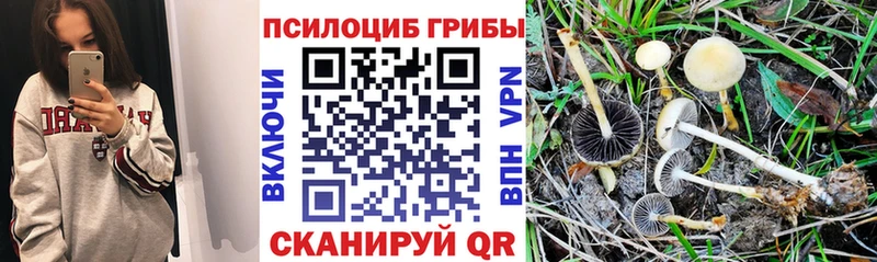 купить наркоту  гидра ссылка  Псилоцибиновые грибы Psilocybe  Шумиха 